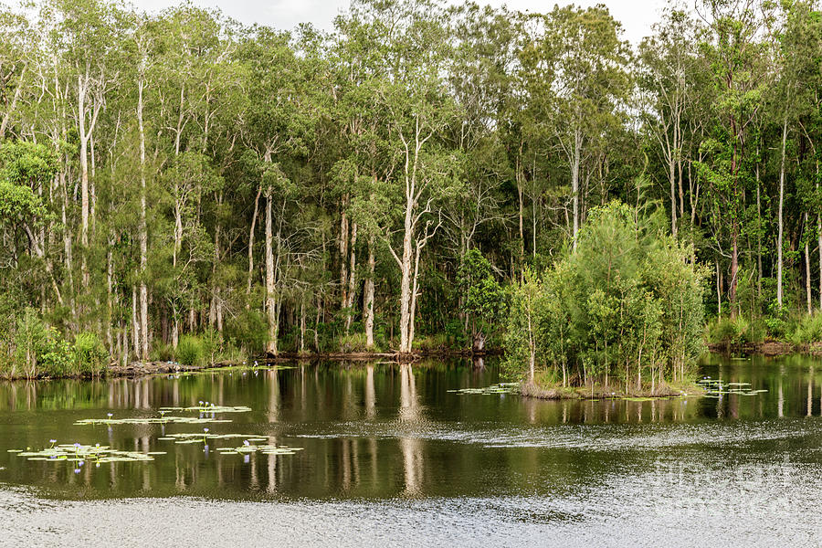 Urunga Wetlands 02 Photograph by Werner Padarin