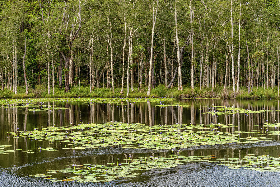 Urunga Wetlands 03 Photograph by Werner Padarin