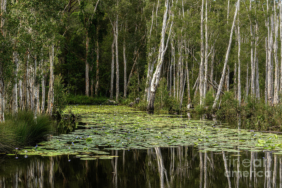 Urunga Wetlands 06 Photograph by Werner Padarin