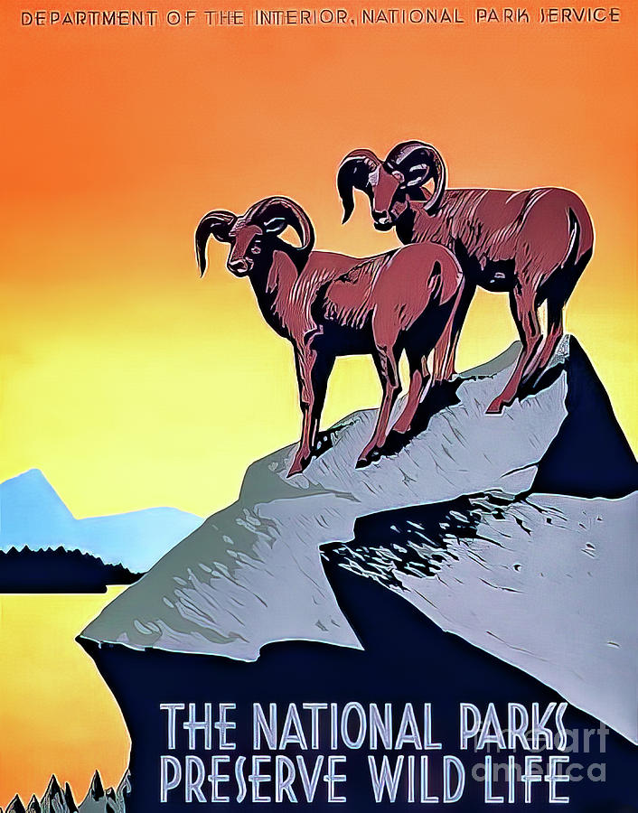 US National Parks 1936 Bighorn Sheep Poster Drawing by M G Whittingham
