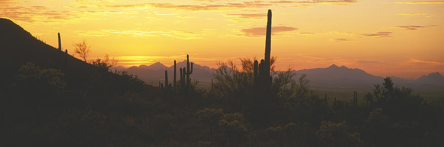 USA, Arizona, Saguaro Cactus National Monument, Saguaro cactus, sunset Photograph by Timothy Hearsum