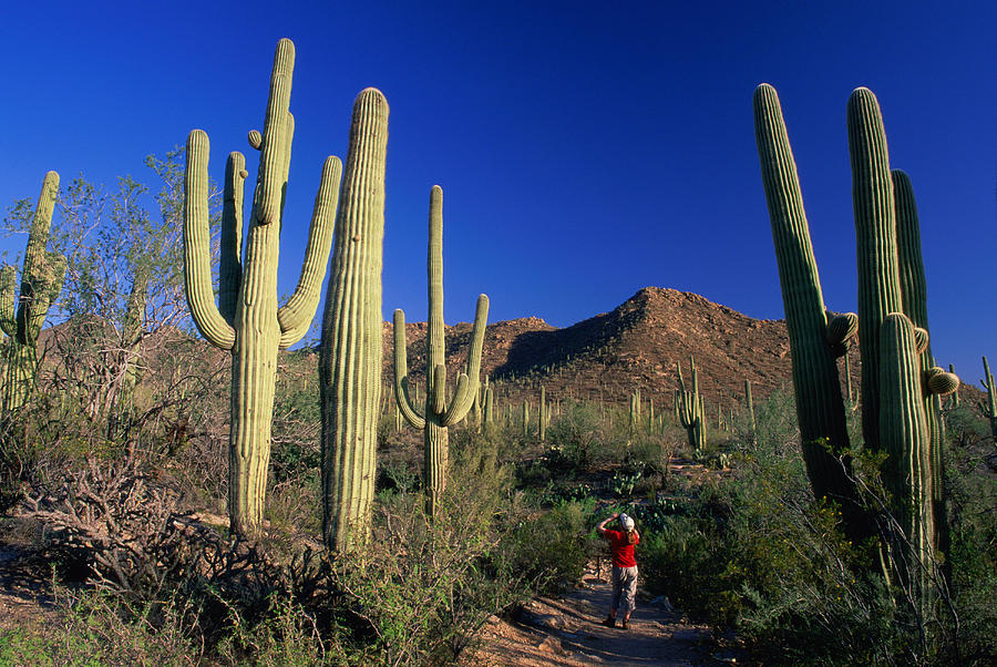 USA, Arizona, Saguaro National Park, girl (13-15) photographing cactus Photograph by David C Tomlinson
