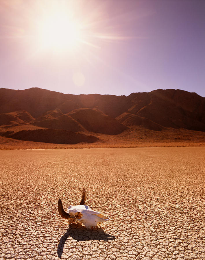 USA, California, Death Valley, cattle skull on the Racetrack Playa Photograph by Buena Vista Images