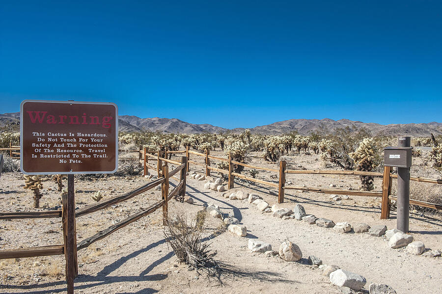 USA, California, Joshua Tree National Park, protected path leading to the Cholla Cactus garden Photograph by Daniele SCHNEIDER USA, California, Joshua Tree National Park, protected path leading to the Cholla Cactus garden Photograph by Daniele SCHNEIDER