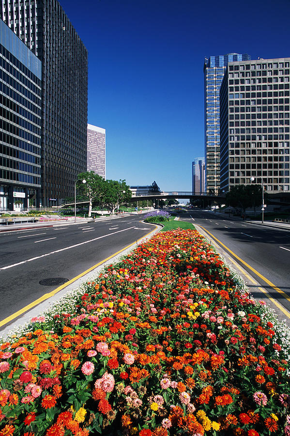 USA, California, Los Angeles, Century City, flowers by road Photograph by Hisham Ibrahim
