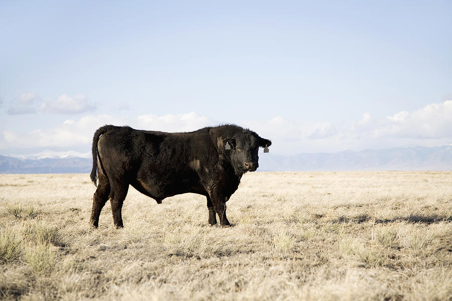 USA, Colorado, Bull standing in field Photograph by Maisie Paterson