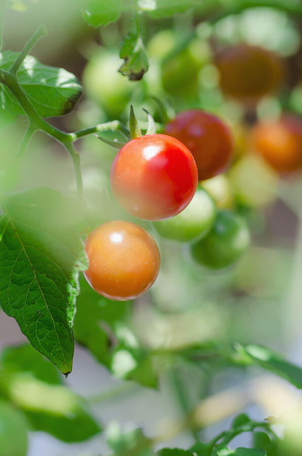 USA, Connecticut, Fresh cherry tomatoes on vine Photograph by Antonio Rosario