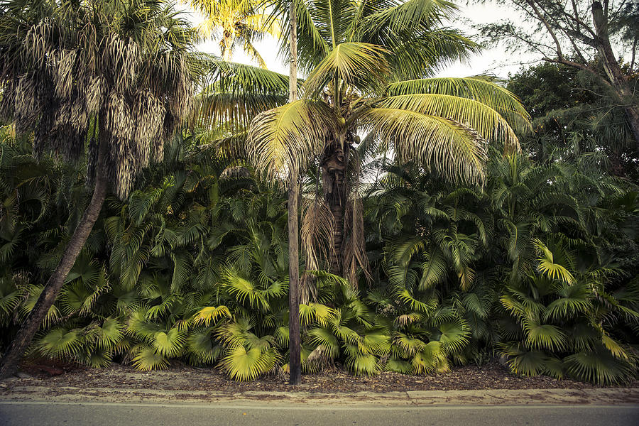 USA, Florida, Captiva Island, palm trees at the roadside Photograph by Westend61