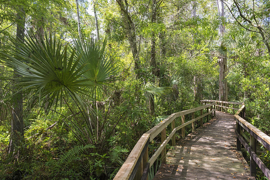 USA, Florida, Copeland, Fakahatchee Strand Preserve State Park, boardwalk through swamp Photograph by Westend61