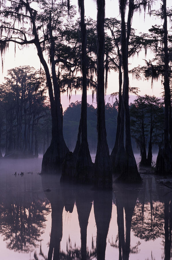 USA, Florida, Pine Log State Forest, cypress pond, sunrise Photograph by Theo Allofs