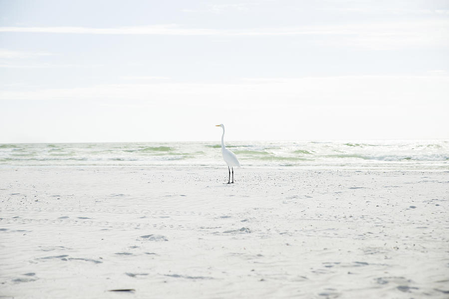 USA, Florida, Sarasota, Siesta Key, heron on beach Photograph by Westend61
