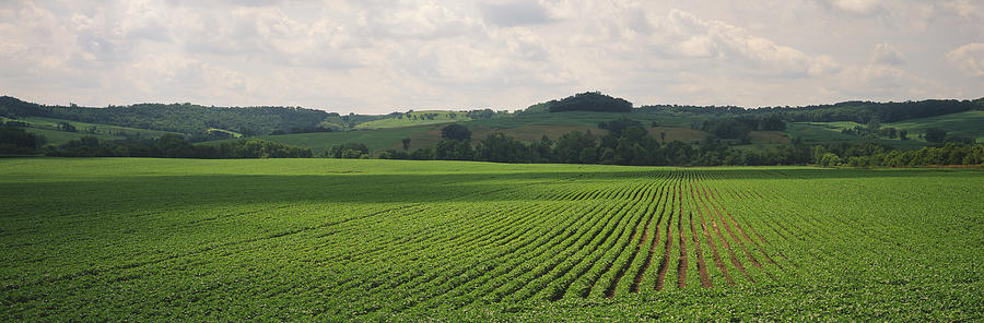 USA, Iowa, Dallas County, Soybean field Photograph by Timothy Hearsum