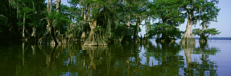 USA, Louisiana, Lake Fausse Pointe State Park, Cypress trees in water Photograph by VisionsofAmerica/Joe Sohm