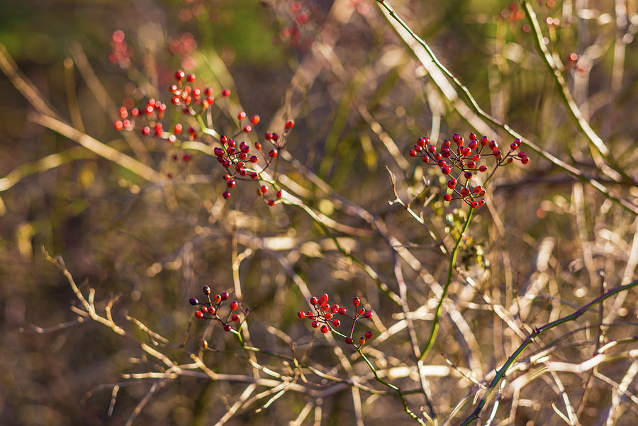 USA, New England, Massachusetts, Cape Ann, Gloucester, holly berries, winter Photograph by Panoramic Images