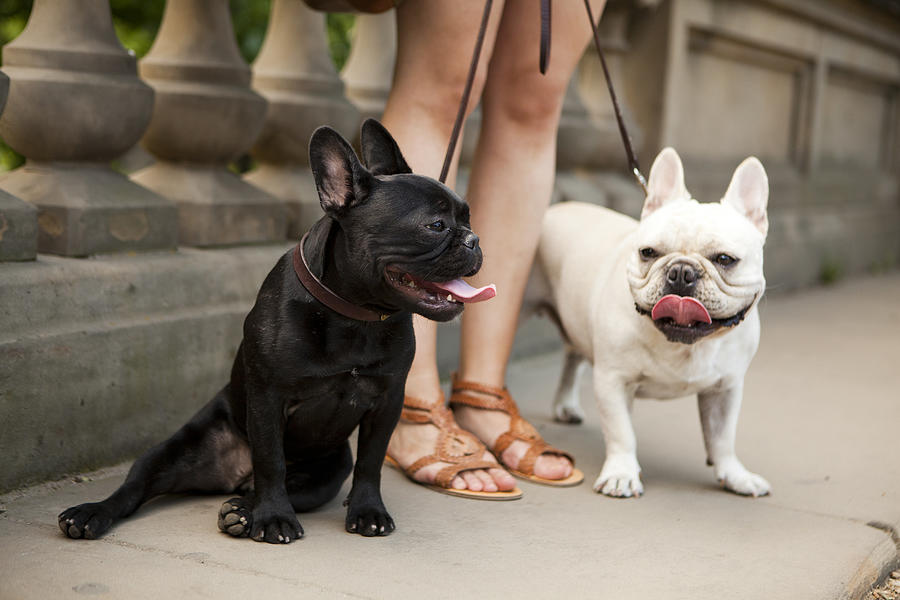 Usa, New York State, New York City, Portrait of two French Bulldogs Photograph by Tetra Images - Jessica Peterson