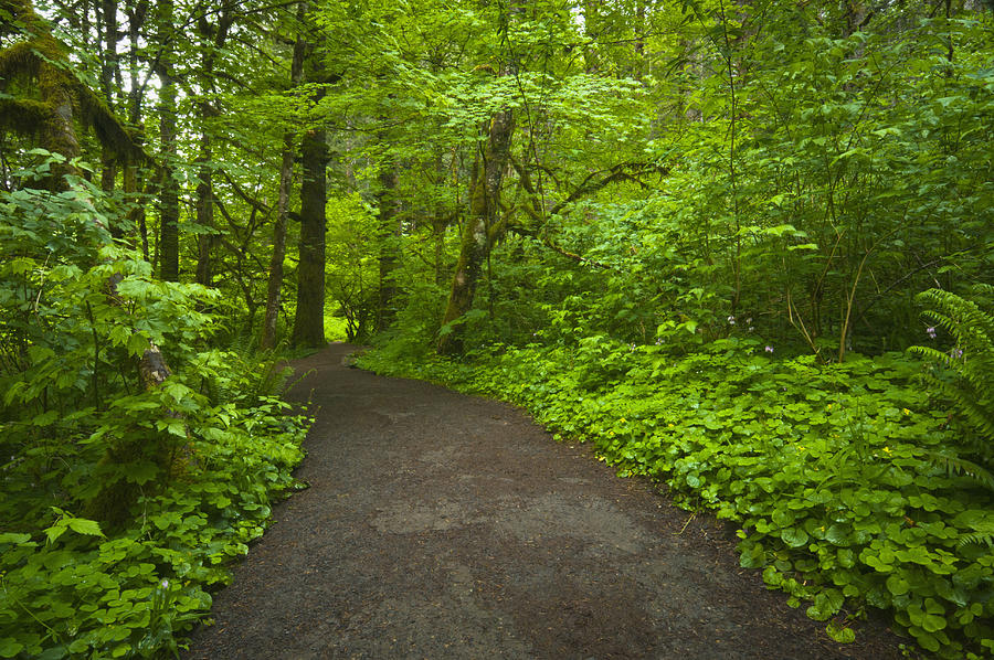USA, Oregon, Champoeg State Park, Footpath trough forest Photograph by Gary J Weathers