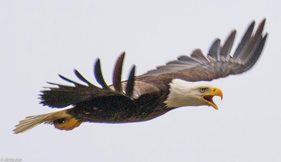 USA Our National Bird Photograph by David Taylor - Fine Art America