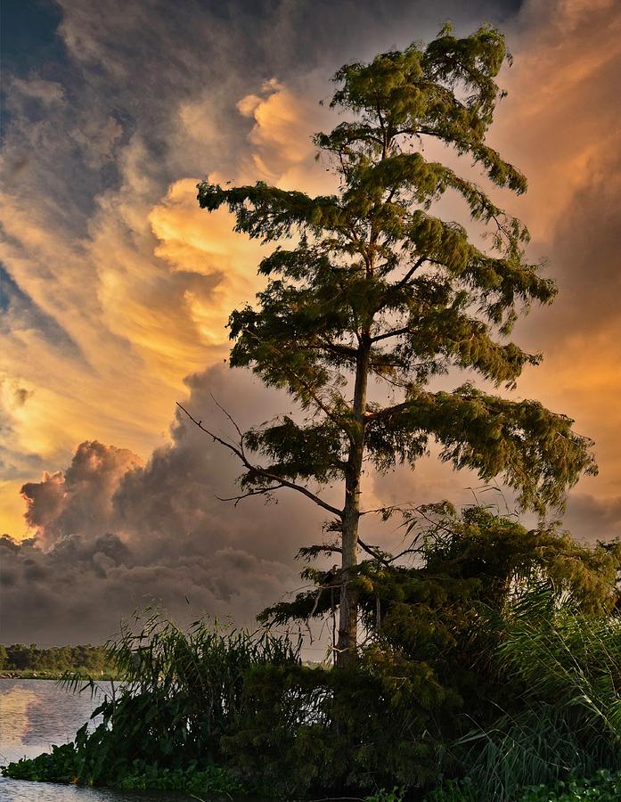 USA Southern Louisiana and Bayou Landscape Vista 1 Photograph by Maggy Marsh