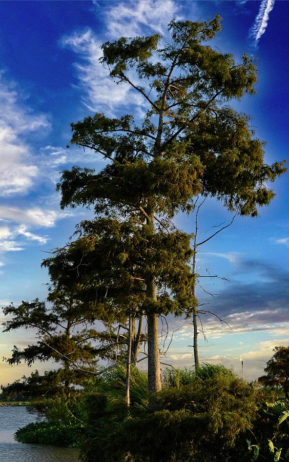 USA Southern Louisiana and Bayou Landscape Vista 2 Photograph by Maggy Marsh