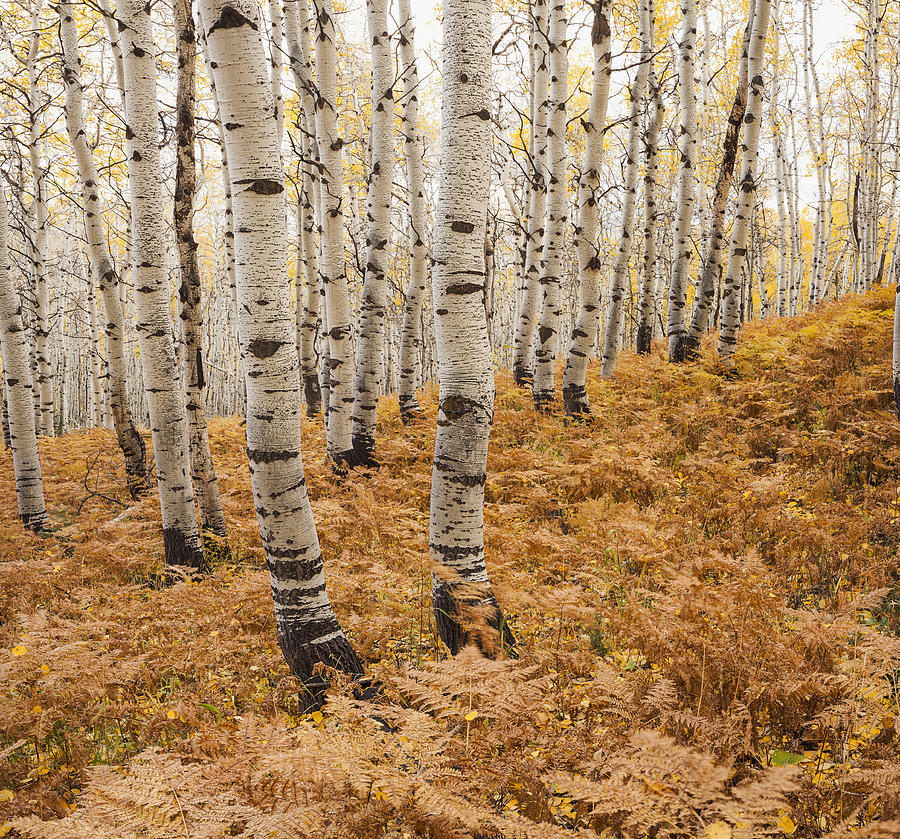 USA, Utah, Aspen forest in autumn Photograph by Mike Kemp