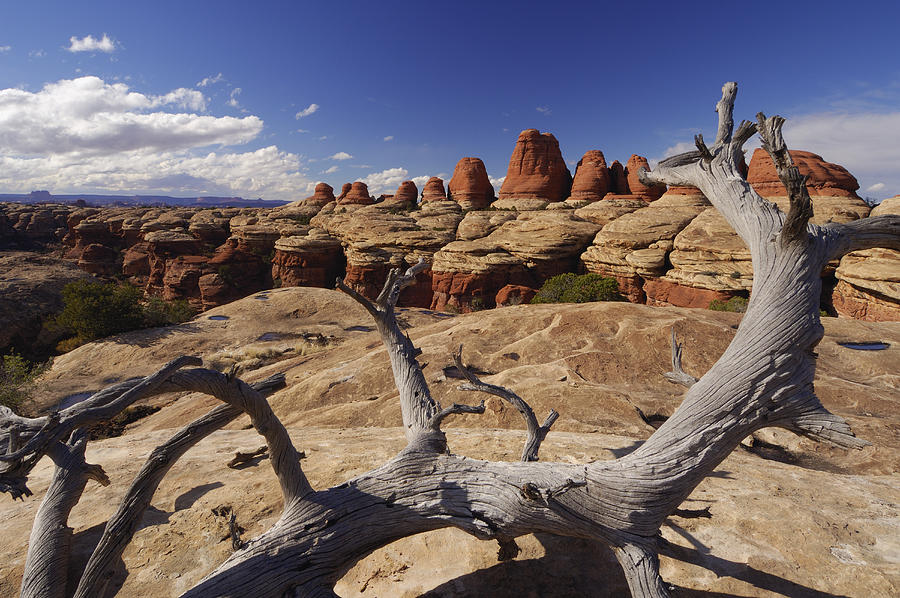 USA, Utah, Canyonland National Park, Colorado Plateau, the Needles Photograph by Martin Ruegner