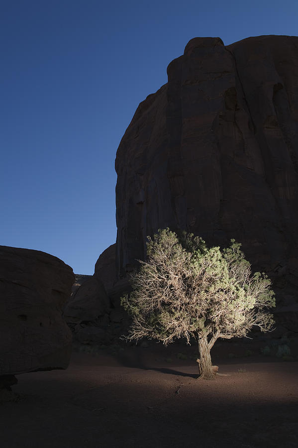 USA, Utah, Monument Valley, illuminated tree Photograph by Roine Magnusson