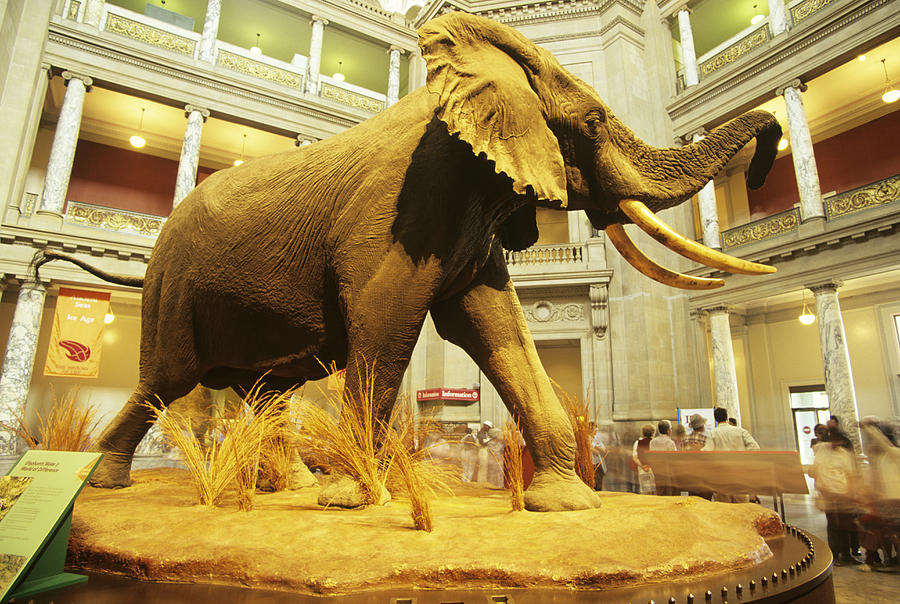 USA, Washington DC, Natural History Museum, giant elephant display Photograph by Hisham Ibrahim