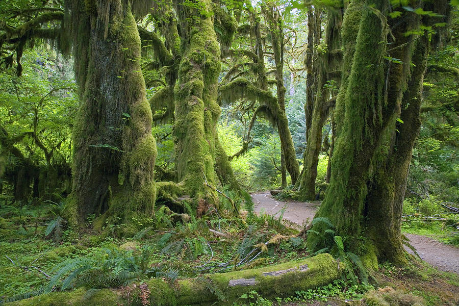 USA, Washington, Olympic National Park, Hoh Rain Forest, Hall of Mosses Trail with Big leaf maples Photograph by James Randklev