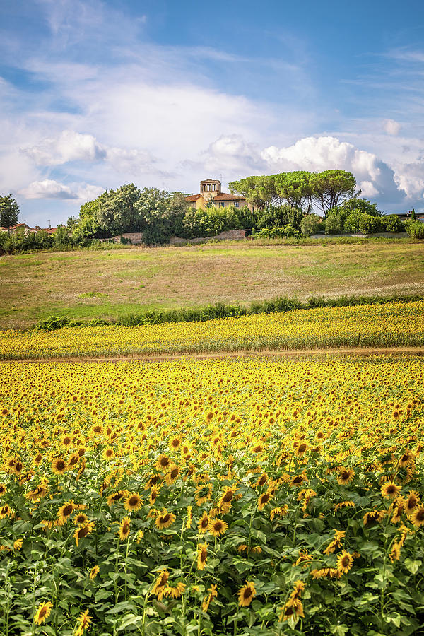 Uscan Hill With Sunflowers In Blossom And Typical Farmhouse Photograph