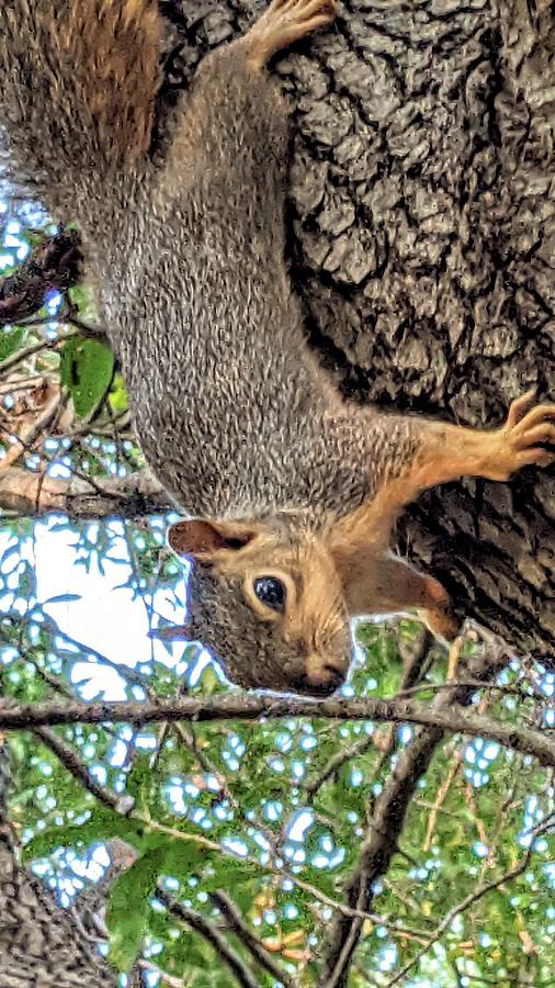 Useful Squirrel Claws Photograph by Kevin Milyo - Fine Art America