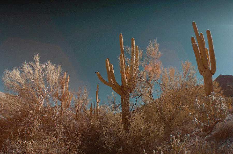 Usery Mountain Regional Park in infrared Photograph by Alan Goldberg