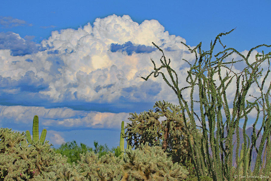 Usery Pass Ocotillo And Cholla  Digital Art by Tom Janca