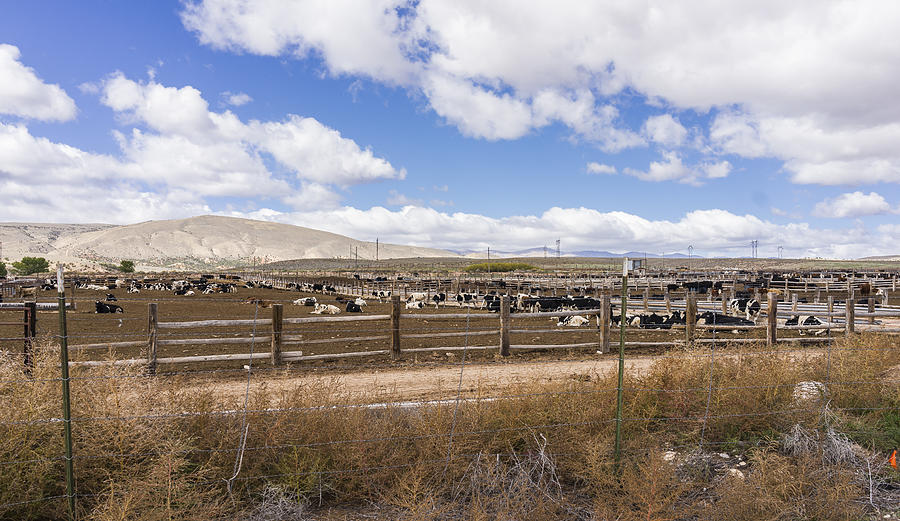 Utah. Cattle ranch near Salina along US Highway 50. Photograph by MicheleVacchiano