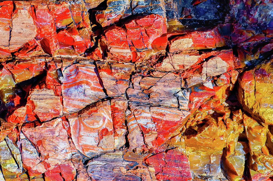 Utah Colorful Petrified Wood Photograph by Kyle Hanson