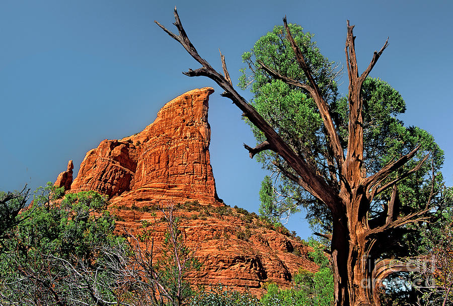 Utah Juniper Coffee Pot Rock Sedona Arizona Photograph by Dave Welling ...