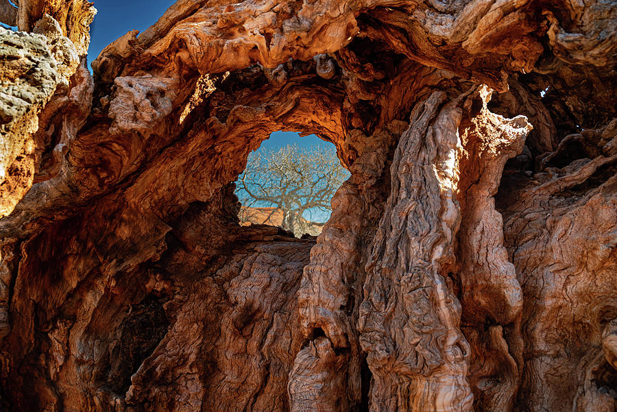 Tree Photograph - Utah Portal by Randy D Morrison