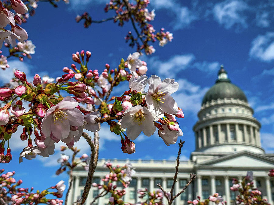 Utah State Capitol Cherry Blossoms Photograph by Gordon Swensen Fine