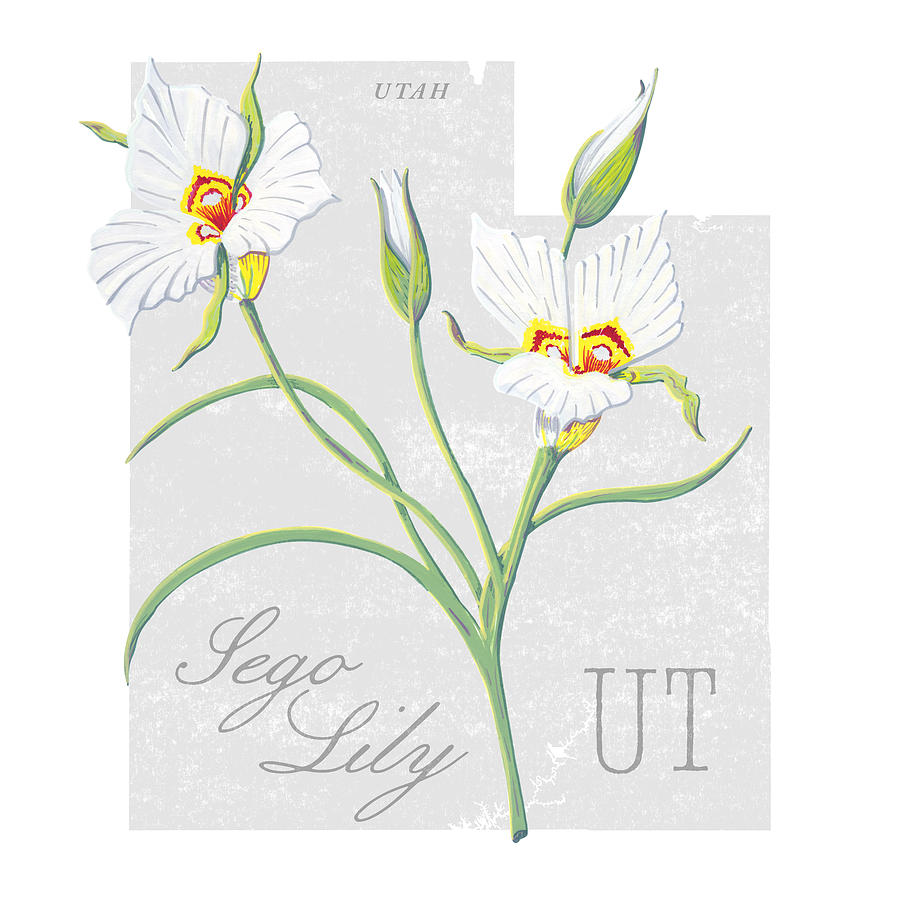 Utah State Flower Sego Lily Art by Jen Montgomery Painting by Jen Montgomery