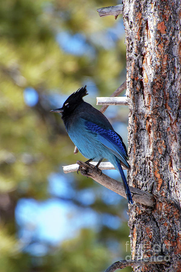Utah Stellers Jay One Photograph by Bob Phillips