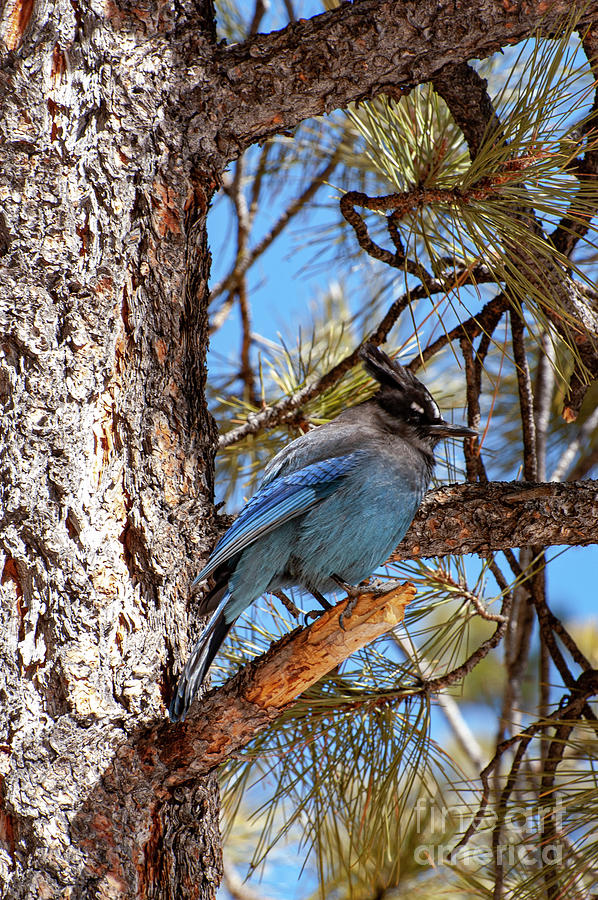 Utah Stellers Jay Four Photograph by Bob Phillips