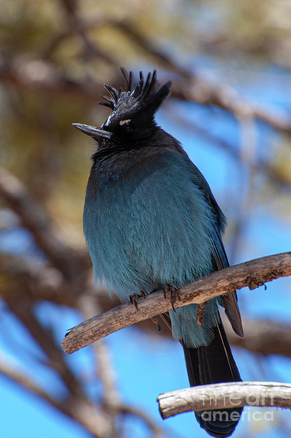 Utah Steller's Jay Three Photograph by Bob Phillips - Fine Art America