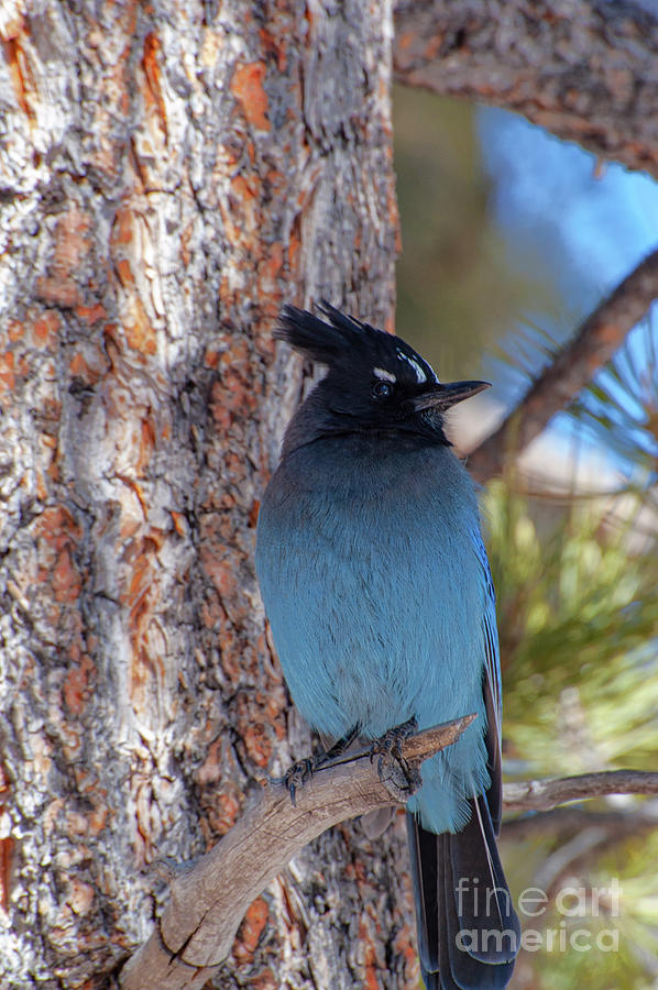 Utah Stellers Jay Two Photograph by Bob Phillips