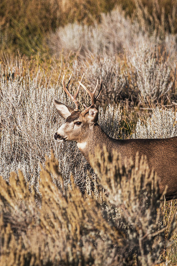 Utah Young Buck Photograph by Brian Anderson Utah Young Buck Photograph by Brian Anderson