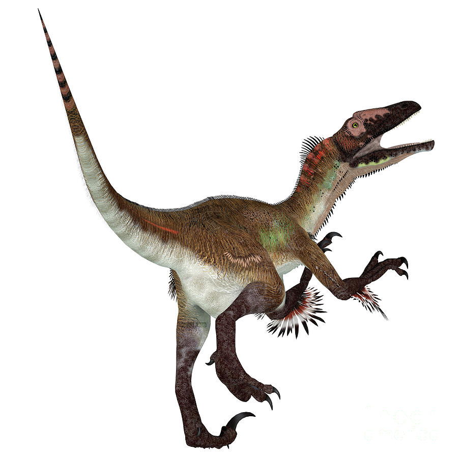 Utahraptor Dinosaur Tail Digital Art by Corey Ford