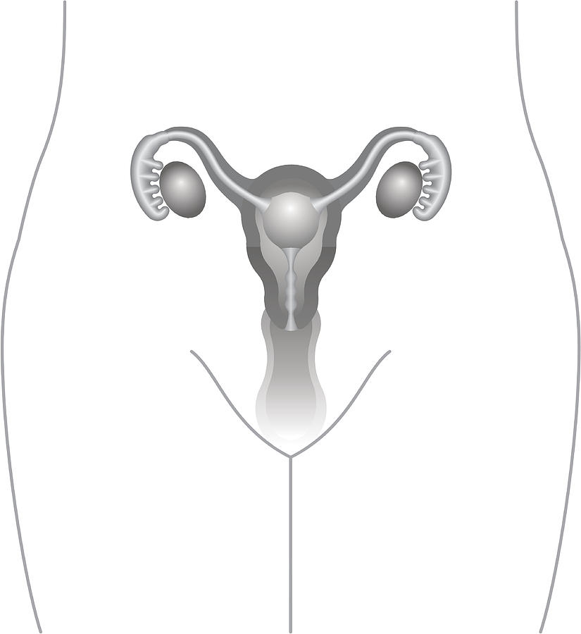 Uterus, Ovaries Drawing Drawing by Illureh