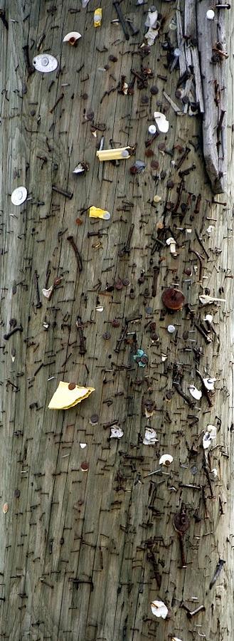 Utility Pole with nails staples and tacks Photograph by Valerie Collins