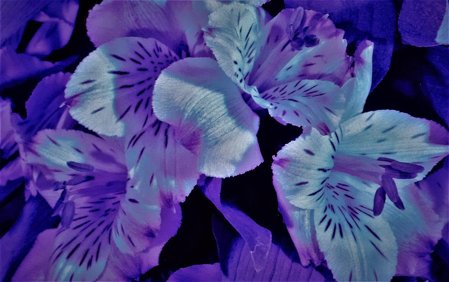 - UV -Alstroemeria  Photograph by THERESA Nye