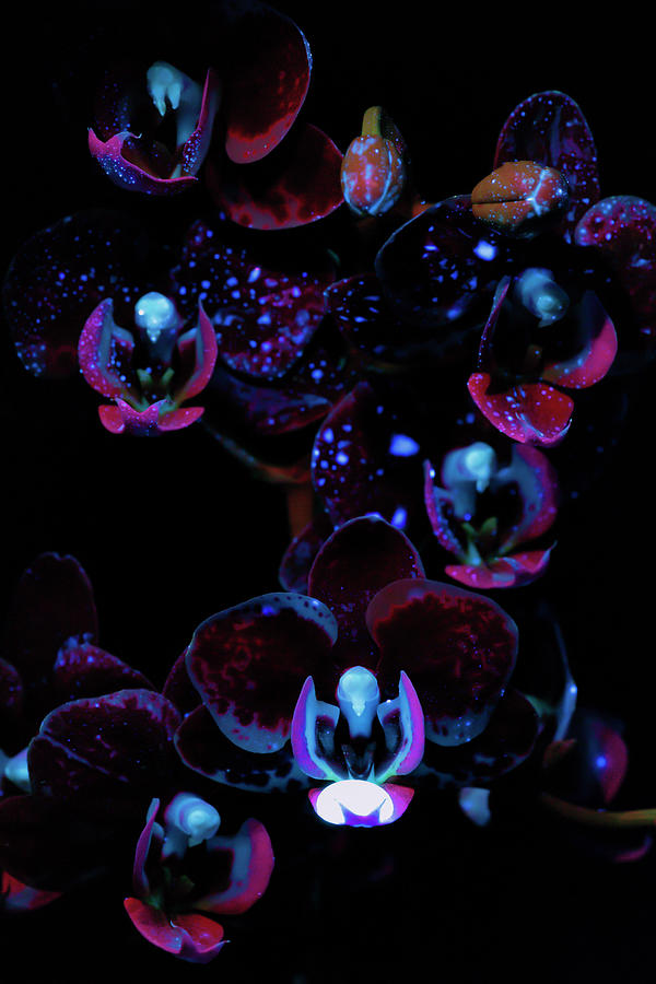 UV Orchids And Orb Photograph by Robert Storost | Fine Art America