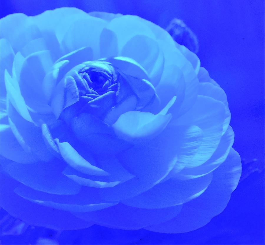 - UV Ranunculus Photograph by THERESA Nye