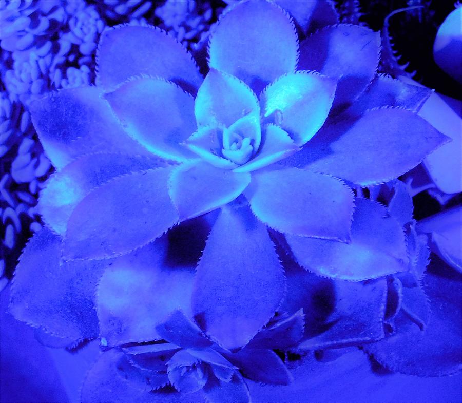 - UV - Succulent Photograph by THERESA Nye